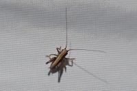 Pholidoptera griseoaptera