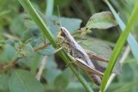 Pseudochorthippus parallelus