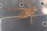 Phaneroptera nana