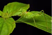 Meconema meridionale