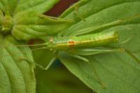 Meconema meridionale