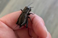 Gryllus campestris