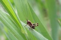 Pholidoptera griseoaptera