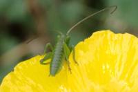 Tettigonia viridissima
