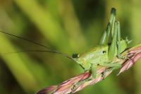 Tettigonia viridissima