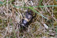 Gryllus campestris