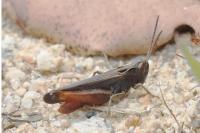 Omocestus rufipes