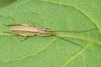 Ephippiger diurnus