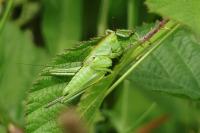 Tettigonia viridissima