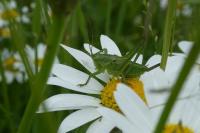Tettigonia viridissima