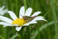 Roeseliana roeselii