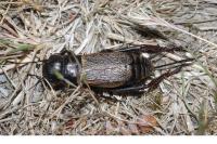 Gryllus campestris