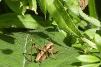 Pholidoptera griseoaptera