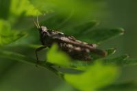 Tetrix ceperoi