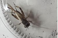 Eumodicogryllus bordigalensis