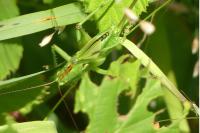 Tettigonia viridissima