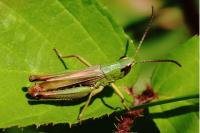 Pseudochorthippus parallelus