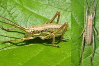 Uromenus rugosicollis