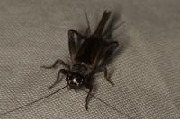 Eumodicogryllus bordigalensis