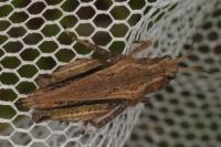 Tetrix undulata