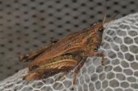 Tetrix undulata