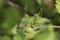Tettigonia viridissima