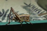 Pholidoptera griseoaptera