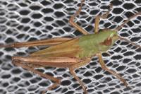 Pseudochorthippus parallelus
