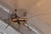 Pholidoptera griseoaptera