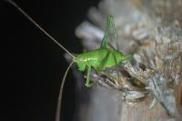 Leptophyes punctatissima