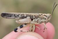 Aiolopus thalassinus