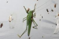 Tettigonia viridissima
