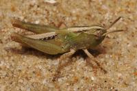 Epacromius tergestinus