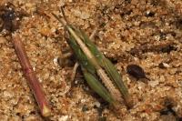 Epacromius tergestinus