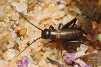 Gryllus campestris