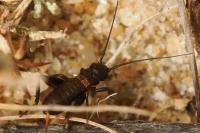 Gryllus campestris