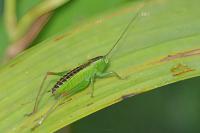 Conocephalus fuscus
