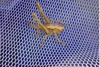 Pholidoptera griseoaptera