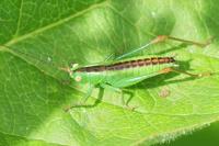 Conocephalus fuscus