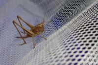 Pholidoptera griseoaptera
