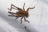 Pholidoptera griseoaptera