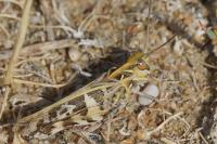 Oedaleus decorus