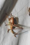 Pholidoptera griseoaptera