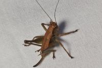 Pholidoptera griseoaptera