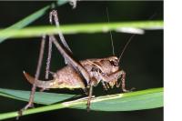 Pholidoptera griseoaptera