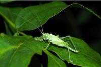 Meconema thalassinum