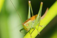 Conocephalus dorsalis