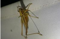 Tessellana tessellata