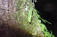 Tettigonia viridissima