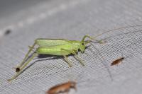 Meconema thalassinum